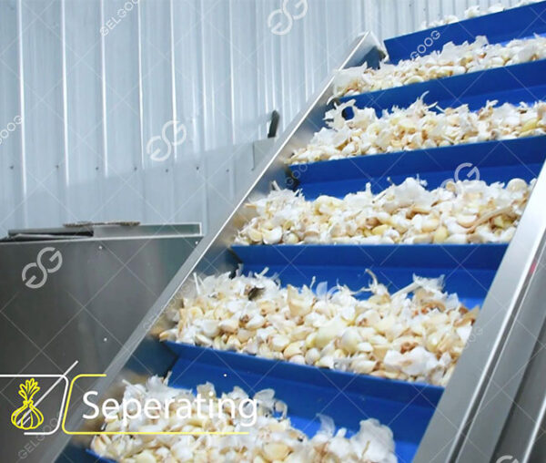 Garlic Peeling Production Line From Peeling to Packing