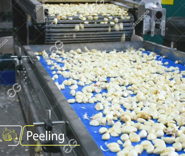 Garlic Peeling Production Line From Peeling to Packing