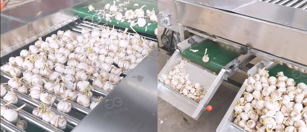 Garlic-clove-sorting-machine-for-sale